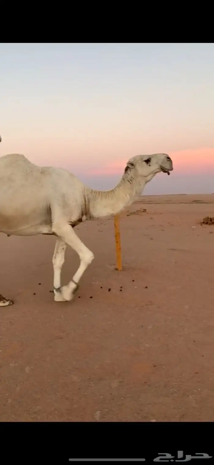 ابل وضح للبيع 0