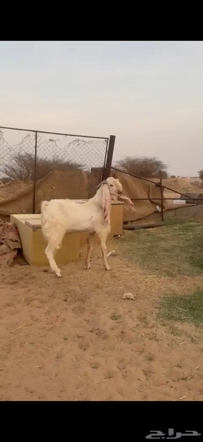 فحل تيس مشروع جذع 1