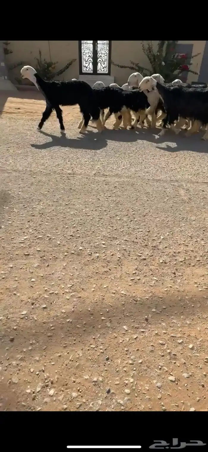 شياه نجد خلفات 2