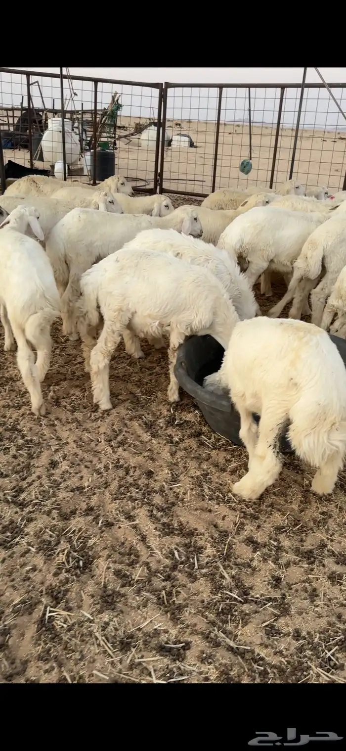 بهم حري طيب شعره وشحم 0