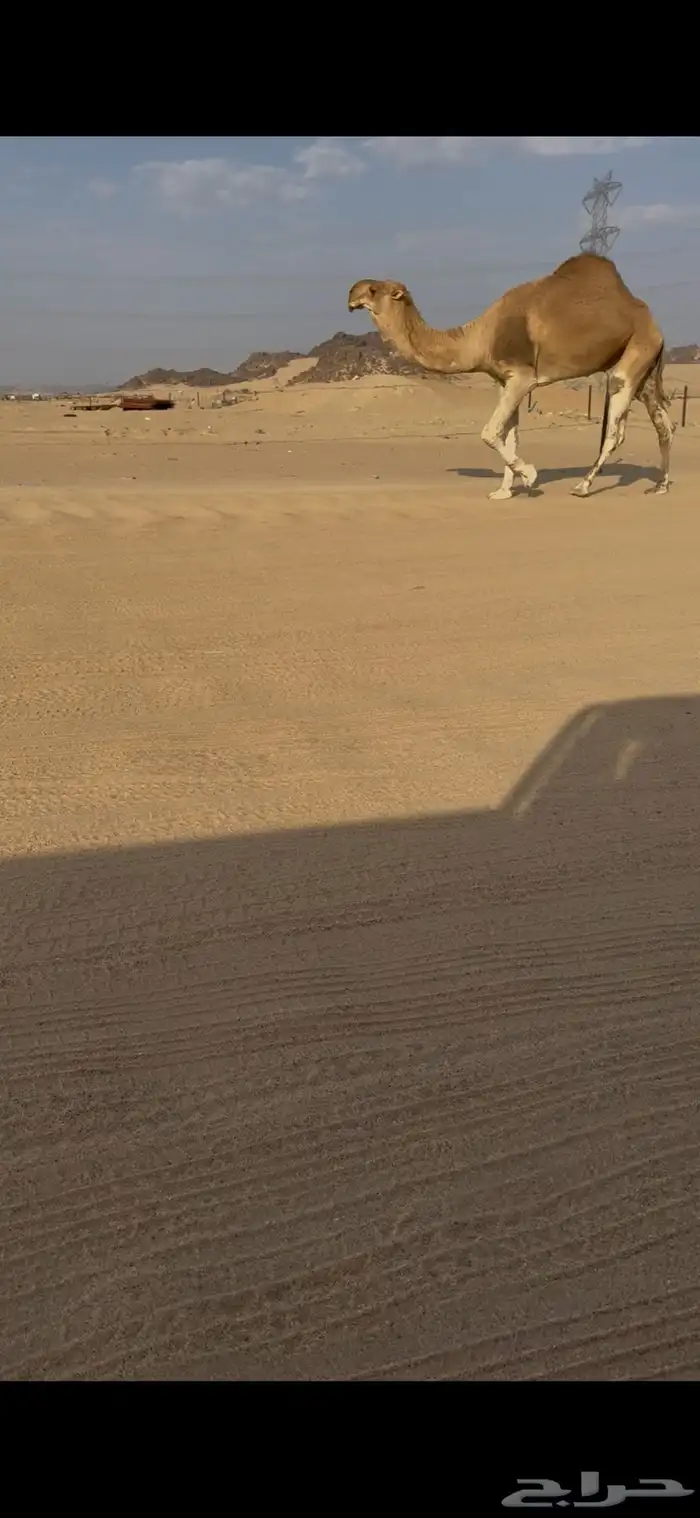 بعير حمر شمالي كفو 2
