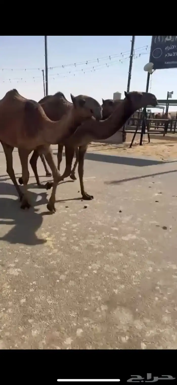 البيع البكار العدد ثلاث 4