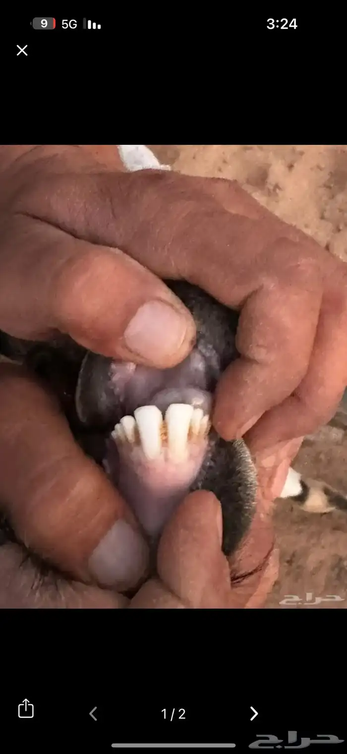 للبيع تيس وعل 1