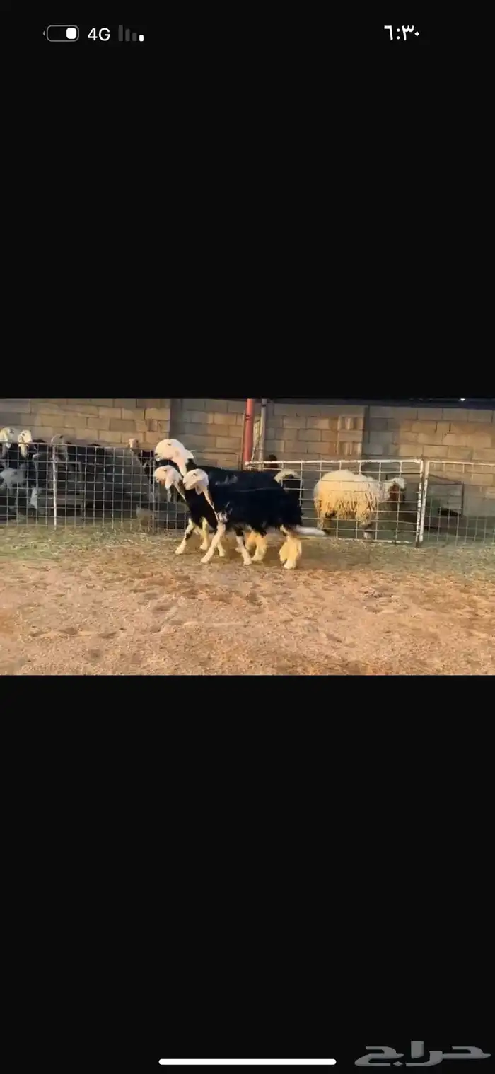 عرض شاه خلفه تحتها رخلين 1