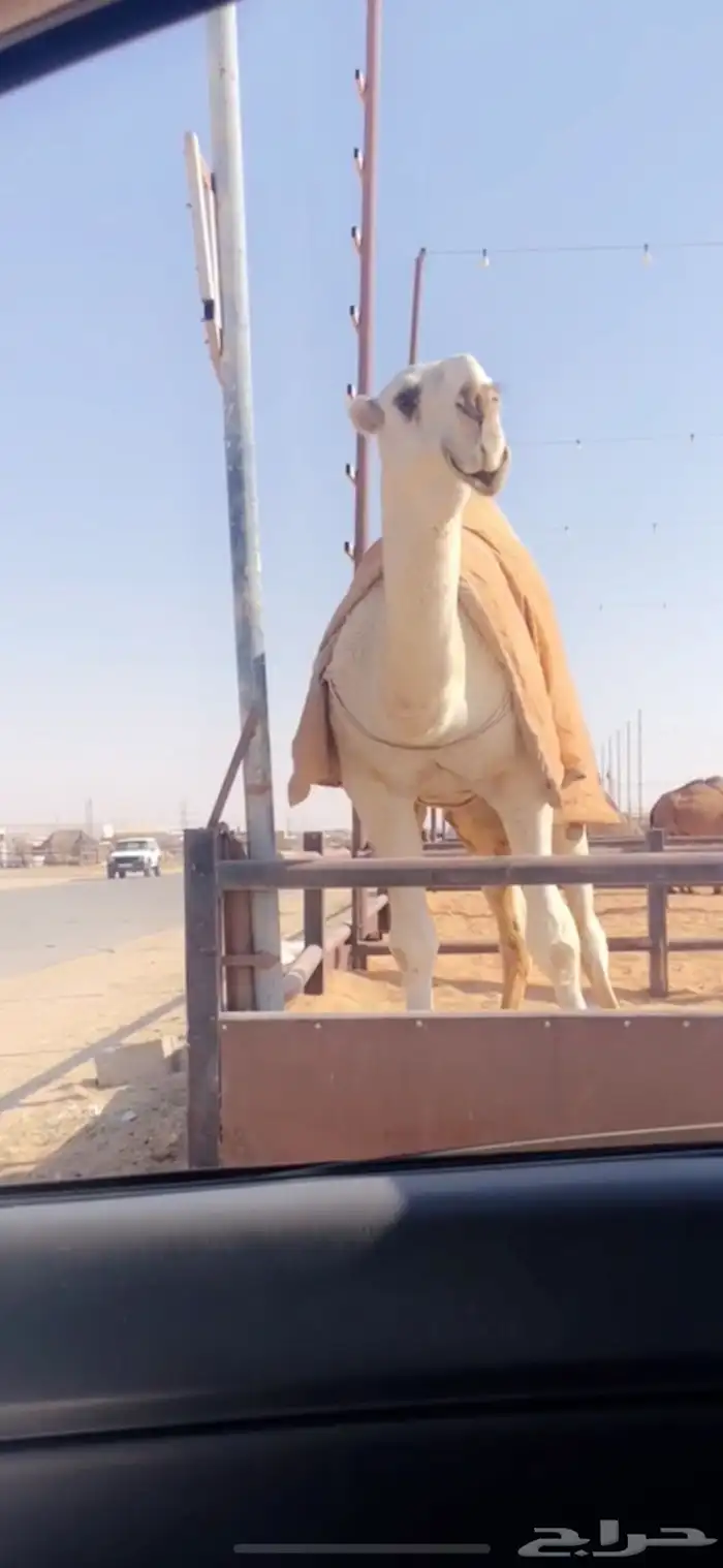 بكرة شقحى كفو 1