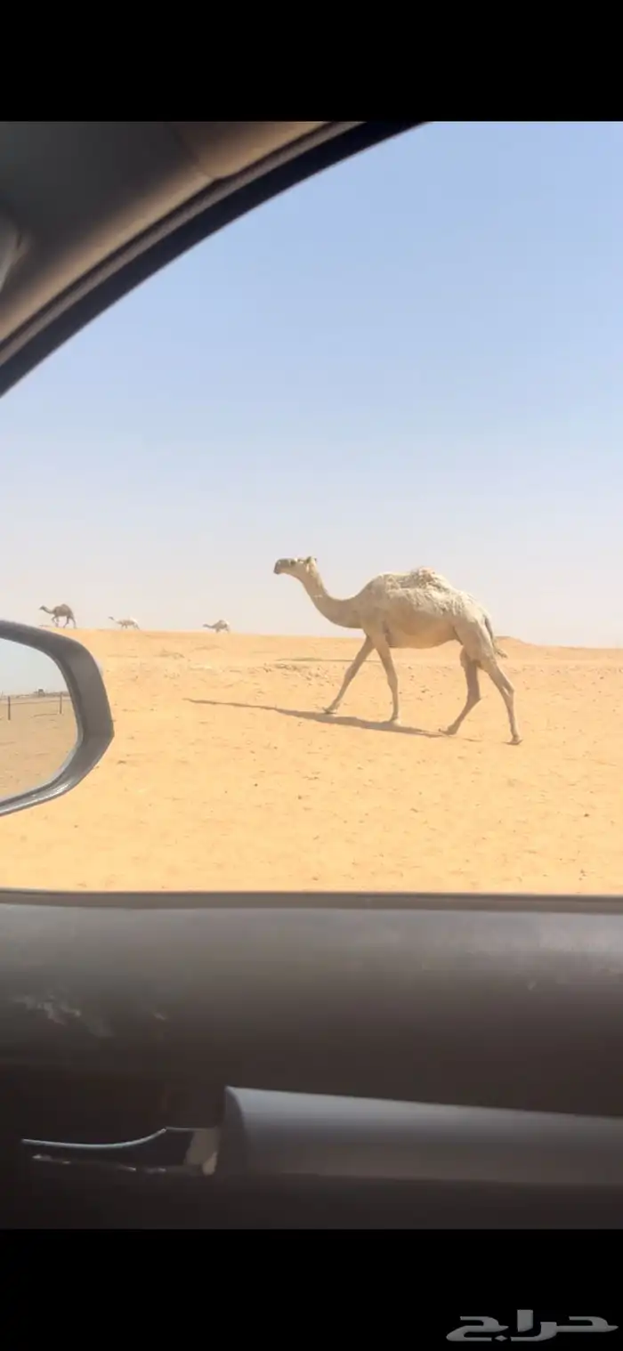 للبيع ناقه لقحه وضحى 0