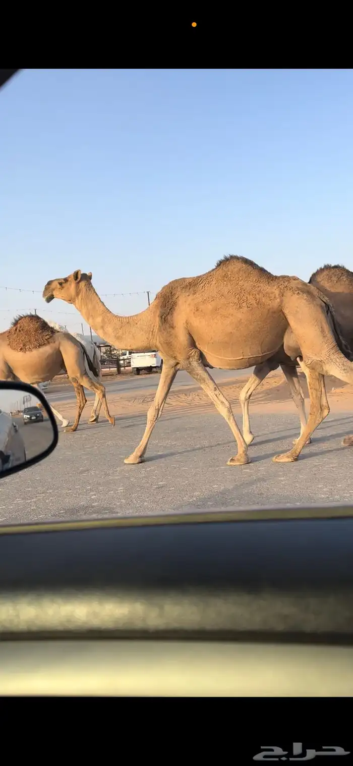 لقحه حمرا  ملاقي 1