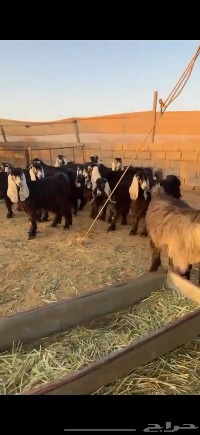 للبيع جذعات عوارض 1