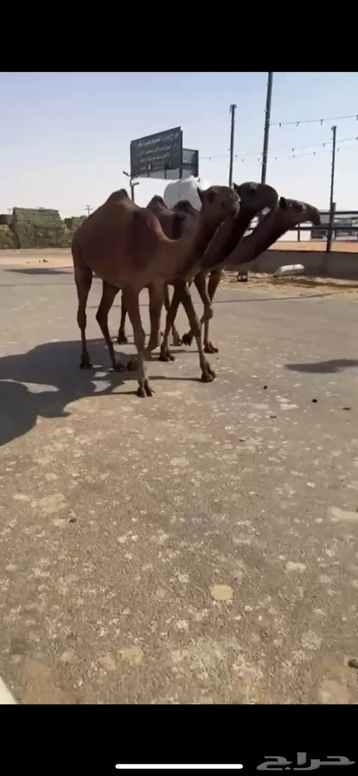 البيع البكار العدد ثلاث 7