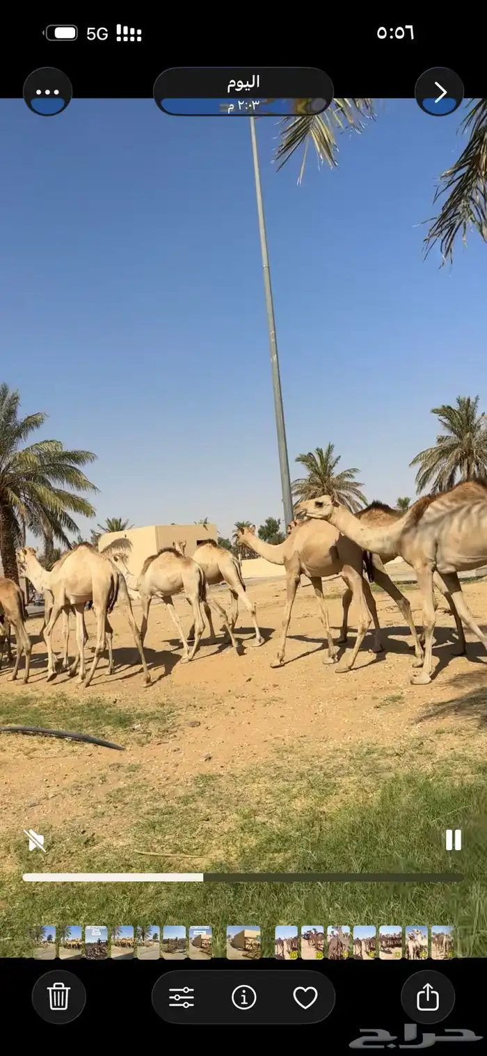 قعدان صومالي جديده. العدد 100 11