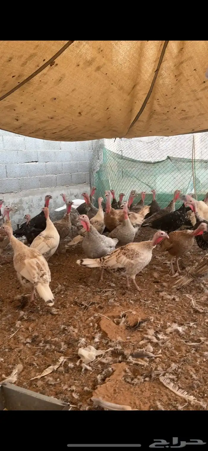 للبيع دجاج رومي وبط وأرنب ودجاج بياض 0