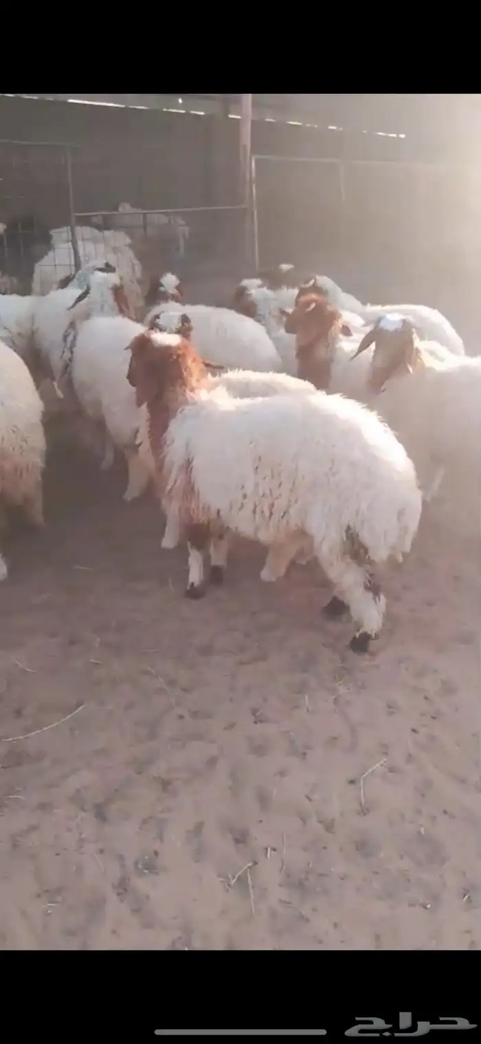 للبيع بهم نعيم 2