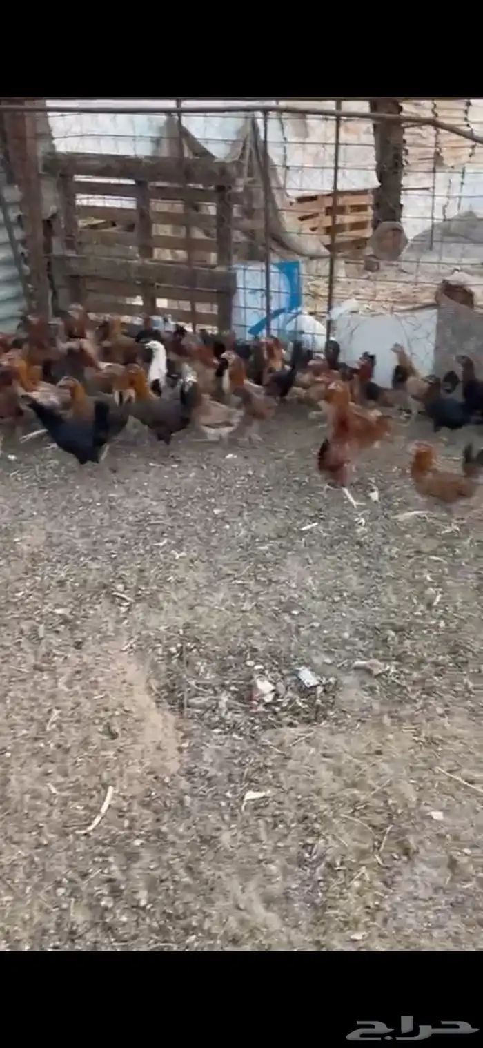 دجاج بلدي عمر 6 اشهر بشاير 0