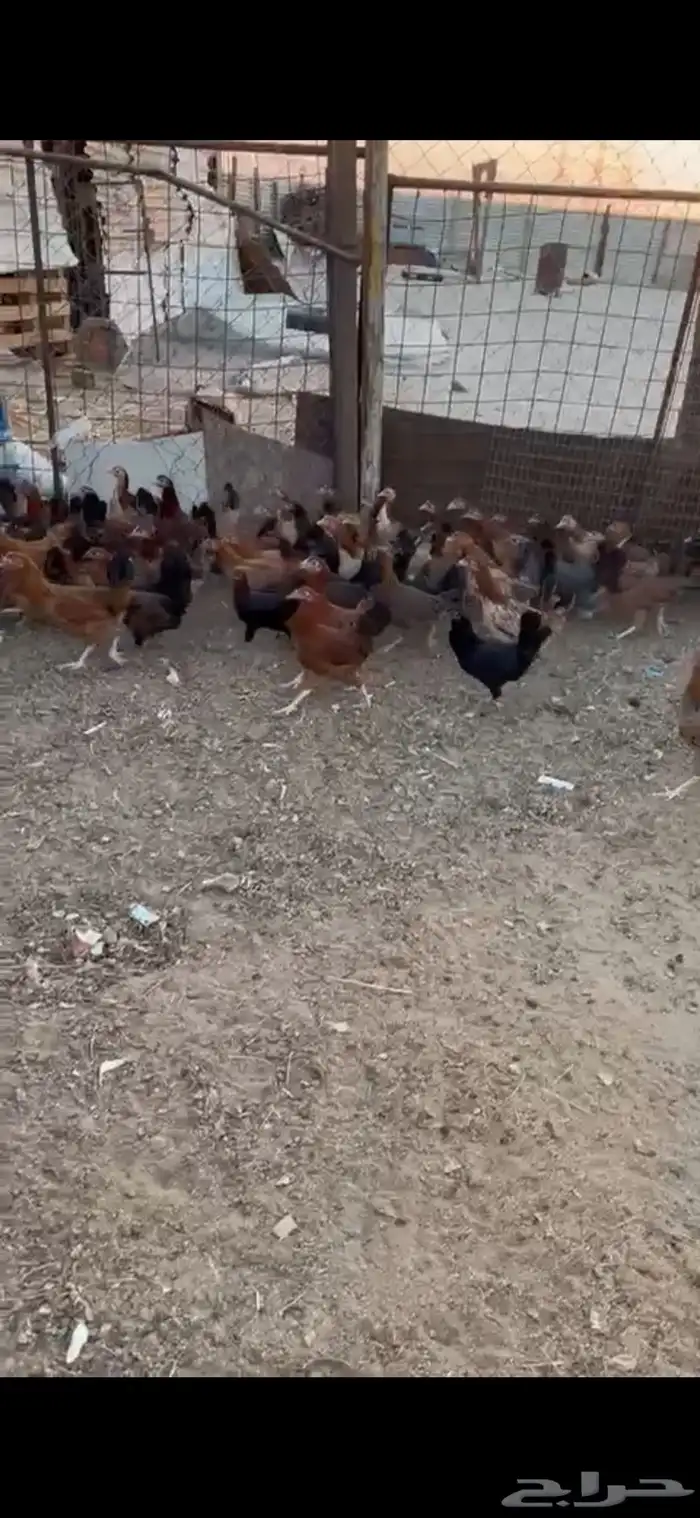 دجاج بلدي عمر 6 اشهر بشاير 2
