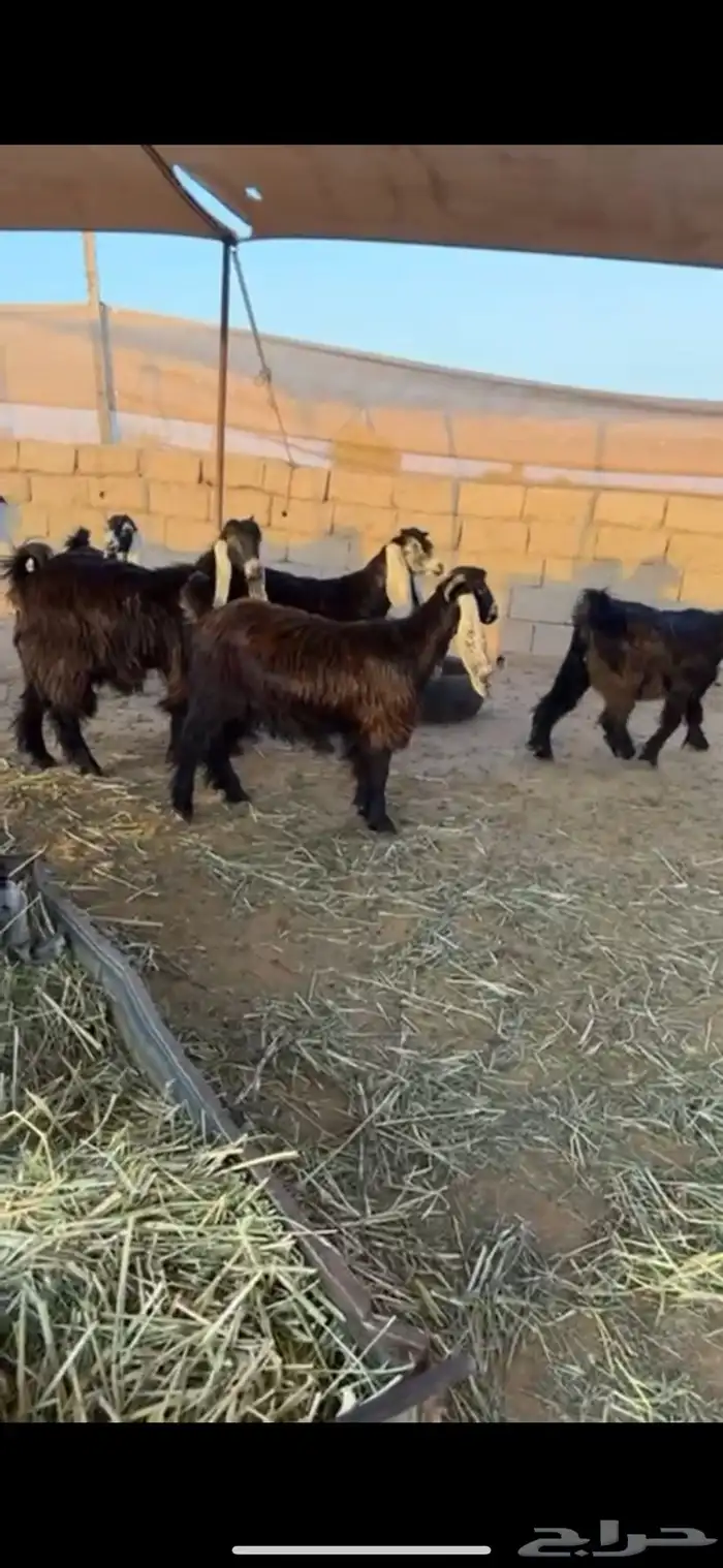 للبيع جذعات عوارض 0