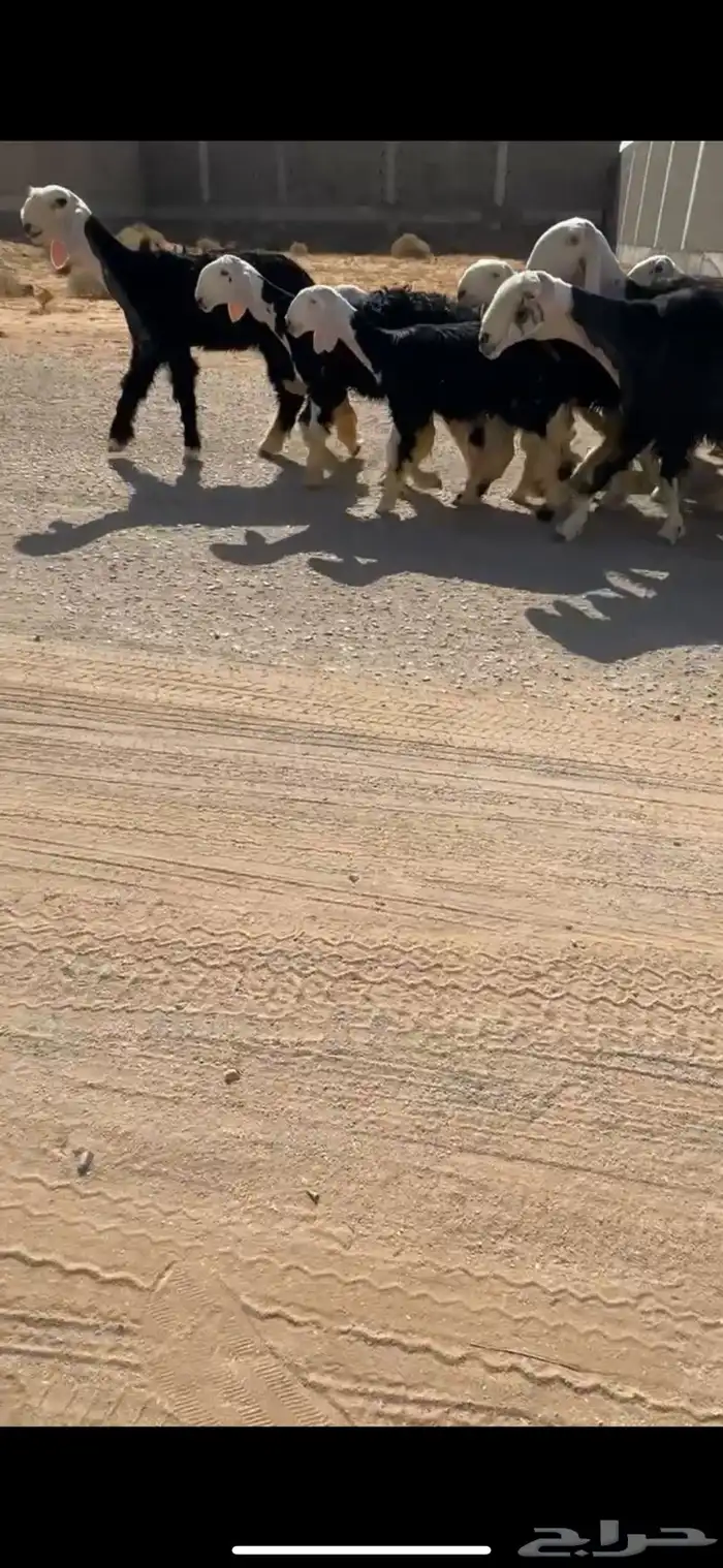 شياه نجد خلفات 0