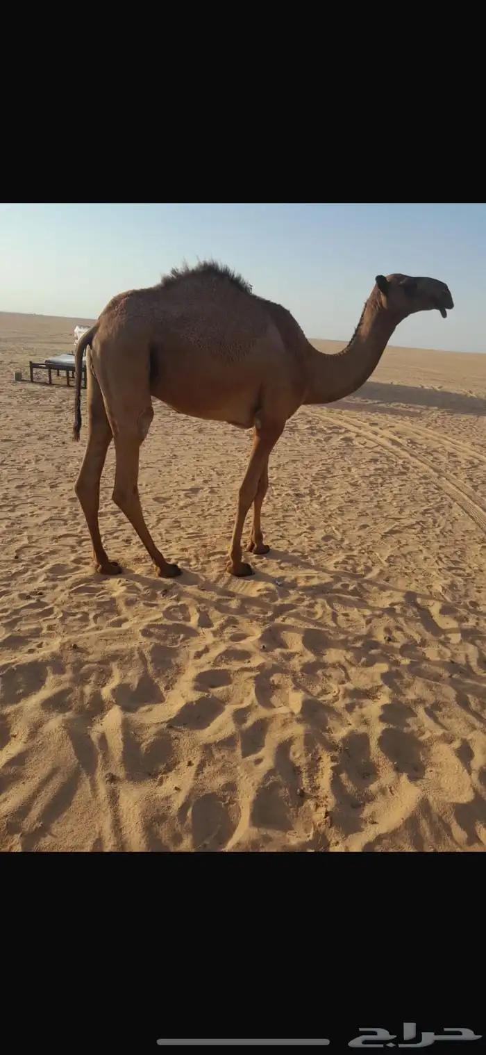 قعود على جمل دبيان 0