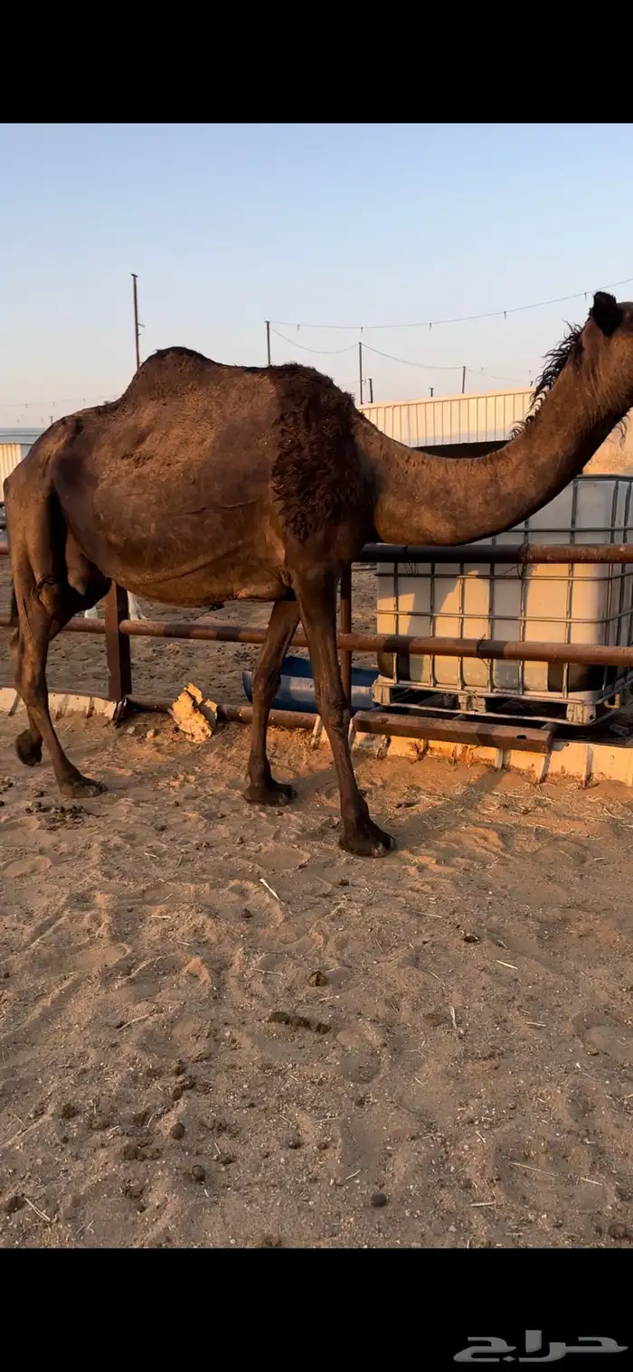 لقحه مجهم ملاقي هاليومين تنتج 4
