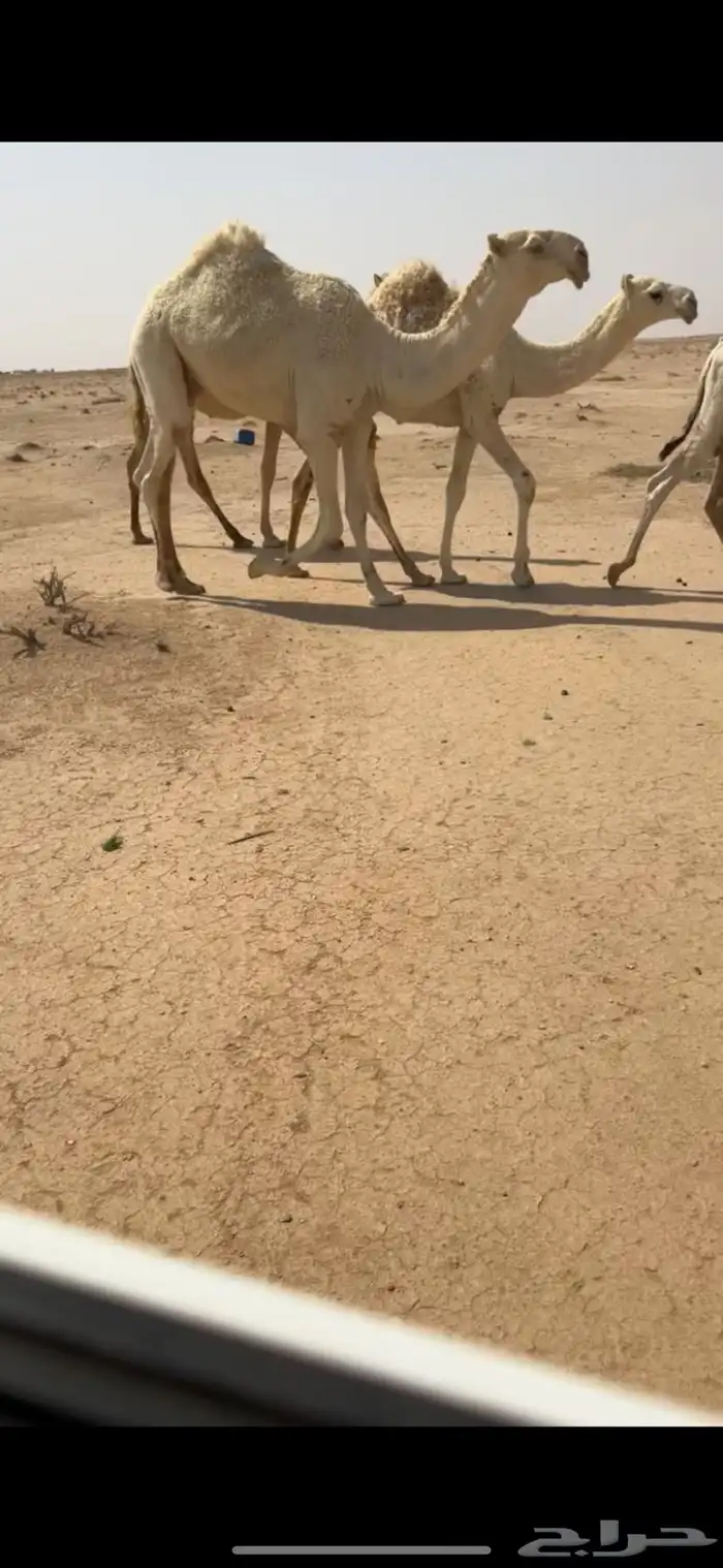 للبيع القعود الرماني المفرود 0