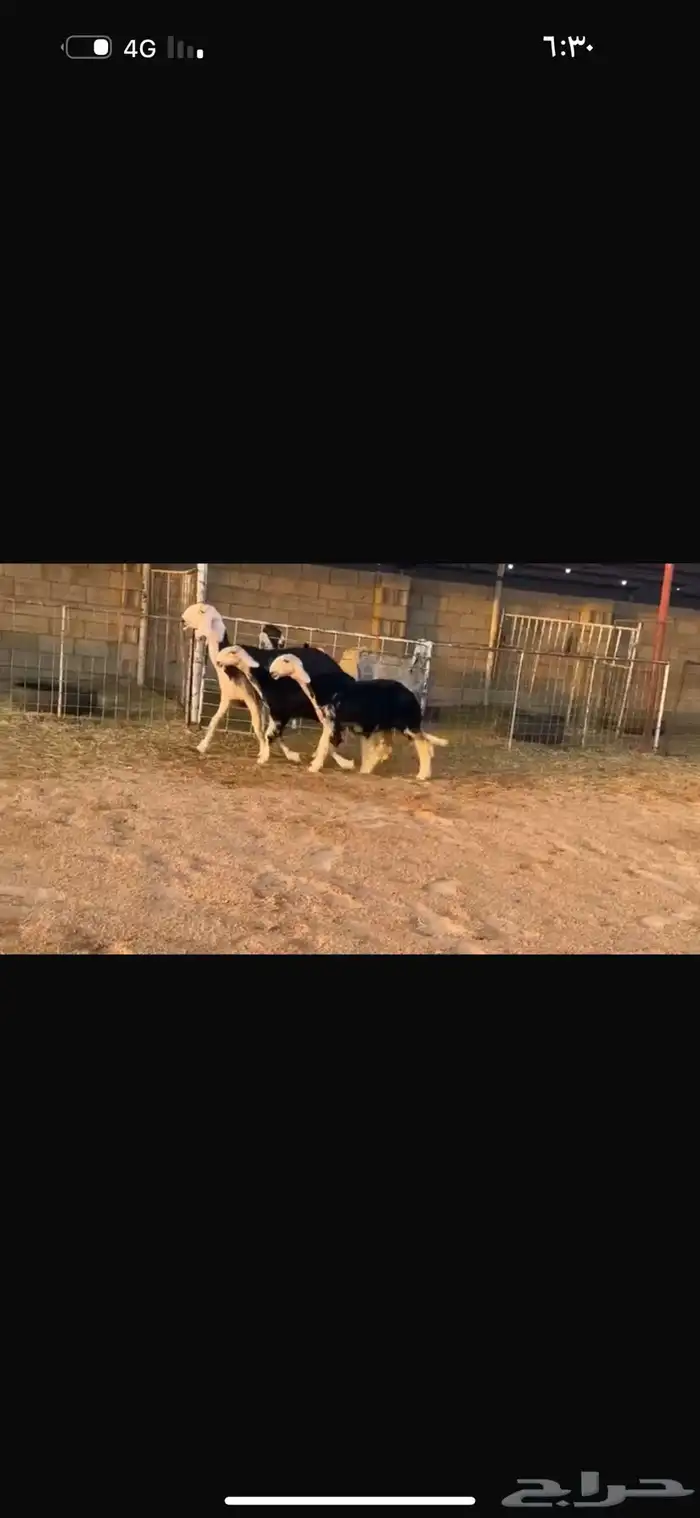 عرض شاه خلفه تحتها رخلين 3