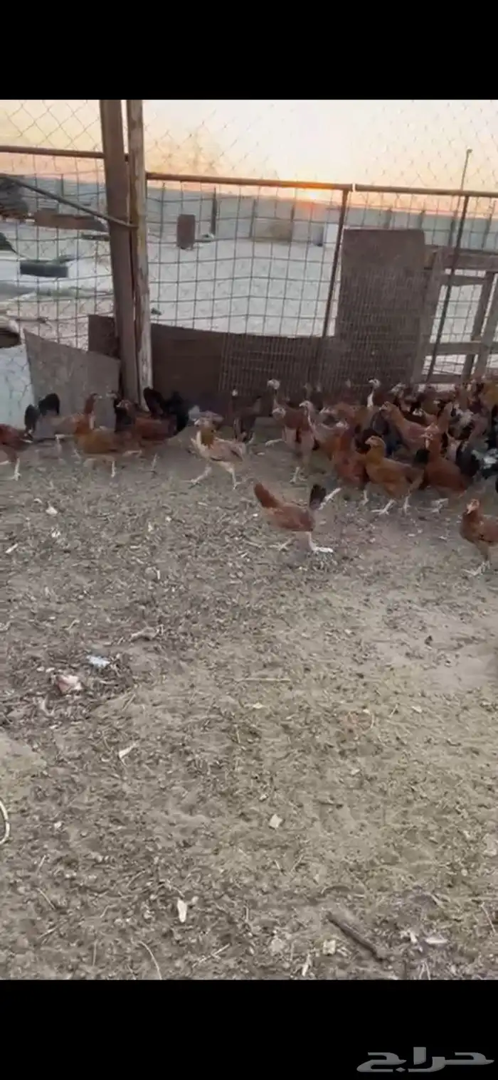 دجاج بلدي عمر 6 اشهر بشاير 3