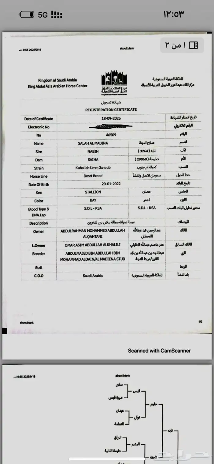 حصان جزيري بيور 7