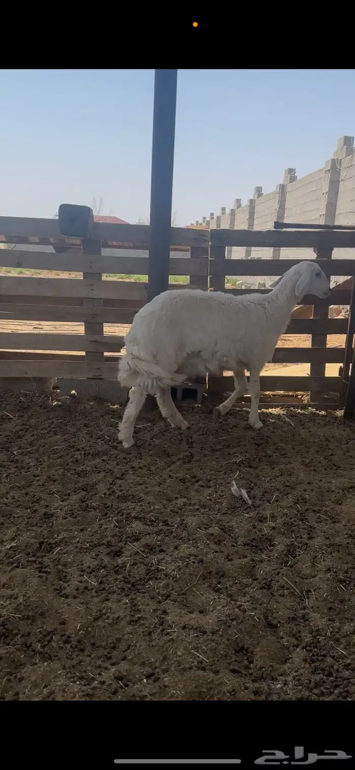 رخل حريه صنف جذعه تم البيع 2