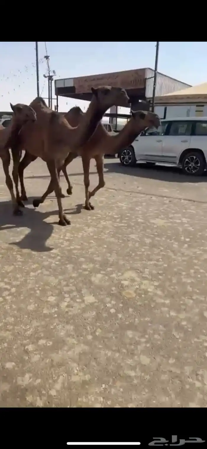 البيع البكار العدد ثلاث 2