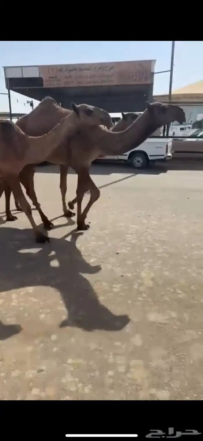 البيع البكار العدد ثلاث 1