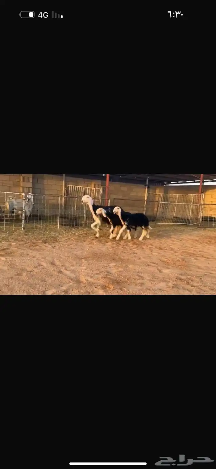 عرض شاه خلفه تحتها رخلين 4