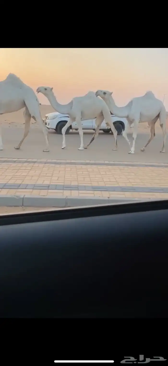 بكار وضح من مراح واحد ساسها عليانيات 2