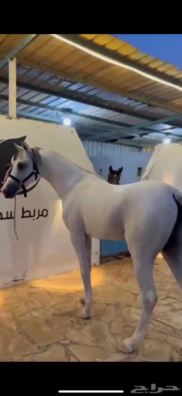 حصان جزيري بيور 1