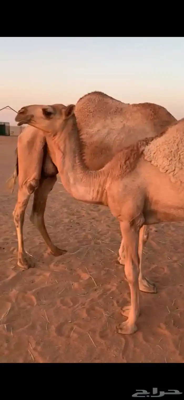 ابل وضح للبيع 5