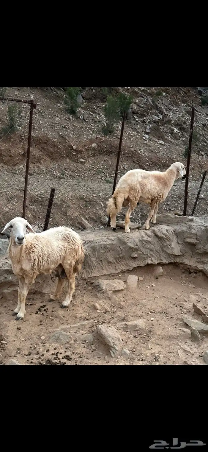 خروف للبيع 0