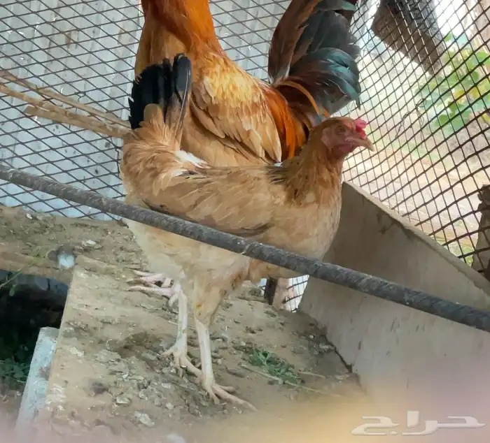 دجاج 0