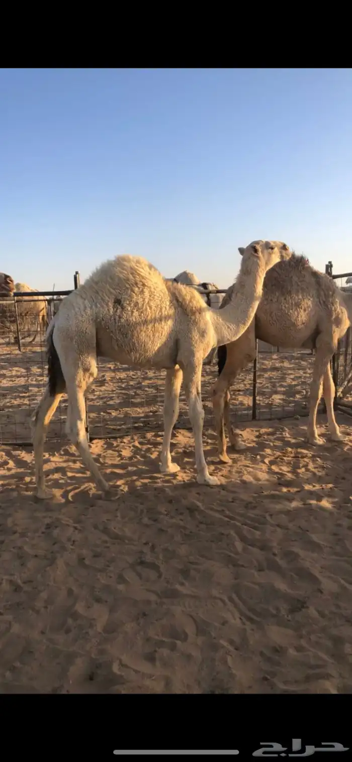 حشو قصب للبيع 0
