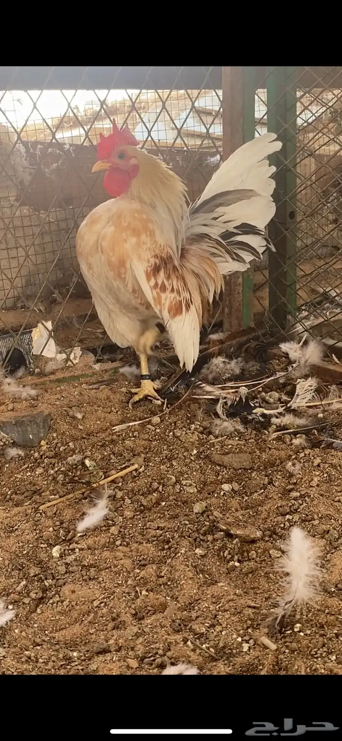 ديك سيراما مستوا قوي نوادر 1