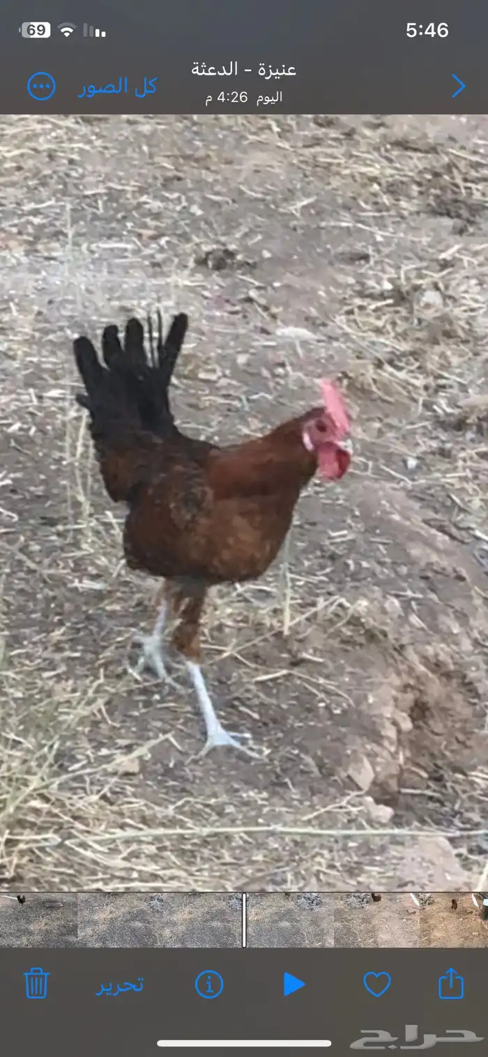 ديك بلدي للبيع عمره تقريبا 4 شهور 0