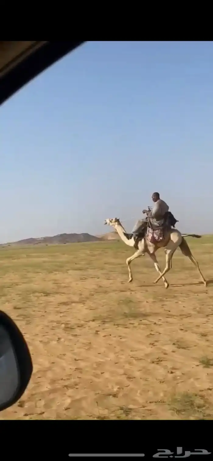 ماشالله تبارك الله بكره طايعه مشروطه من جميع العذريب 0