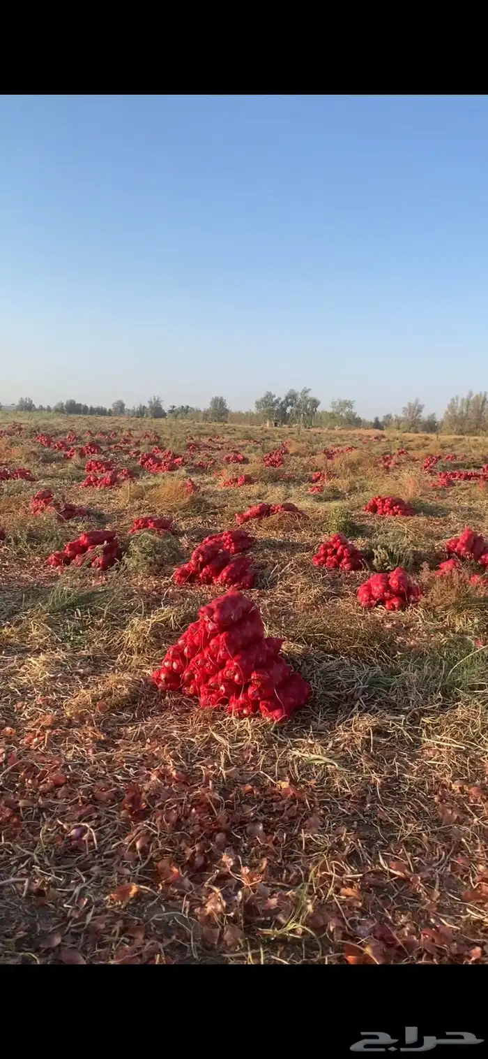 بصل بذره يمني فاخر 14