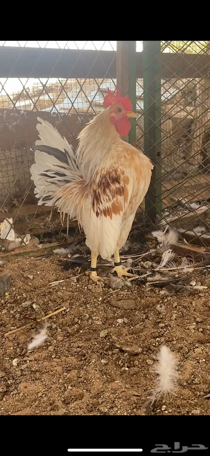 ديك سيراما مستوا قوي نوادر 2