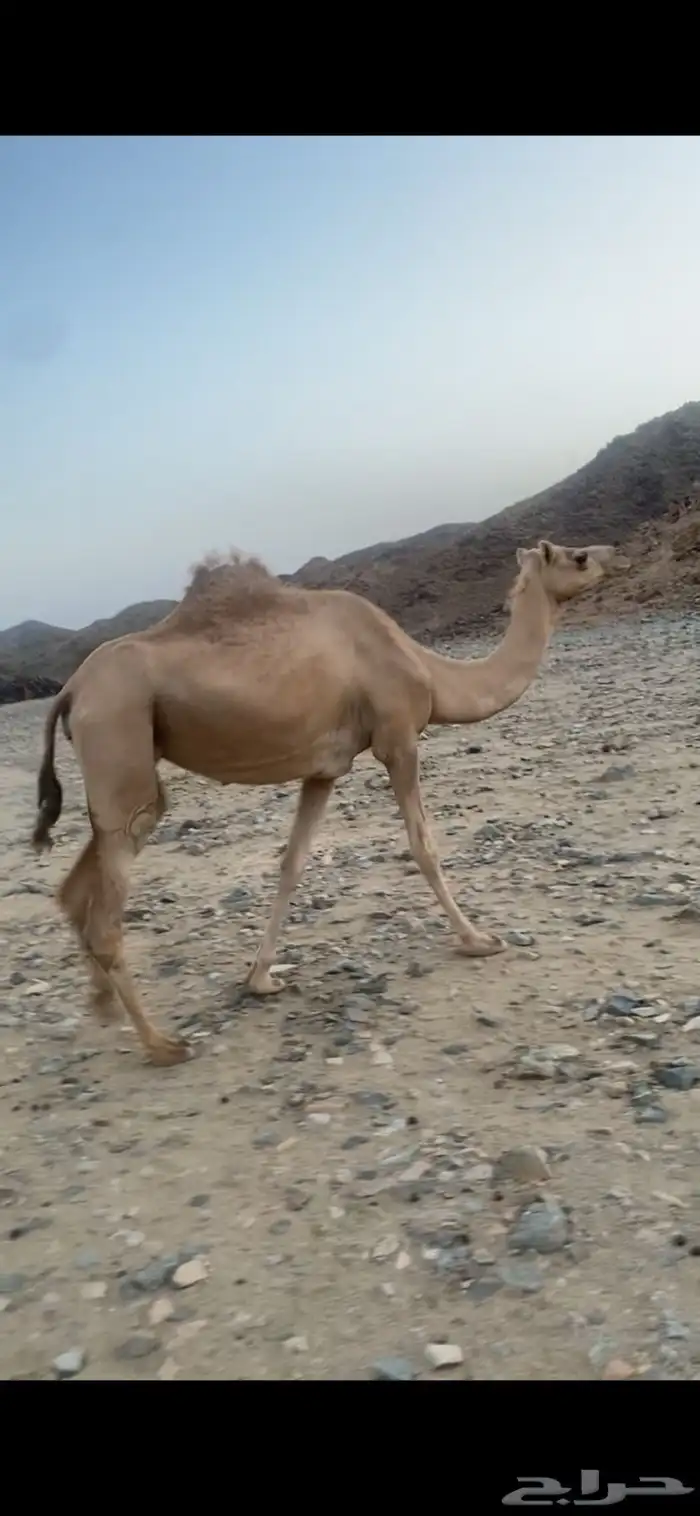 ناقه سن لقوح 0