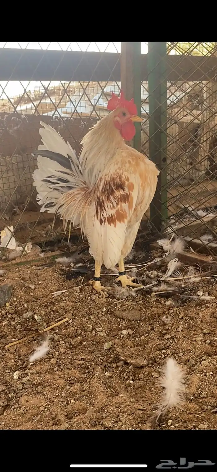 ديك سيراما مستوا قوي نوادر 0