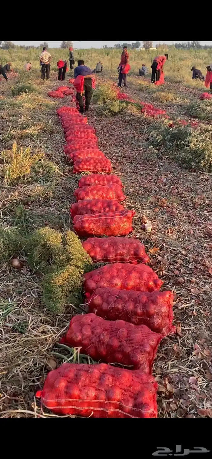 بصل بذره يمني فاخر 17