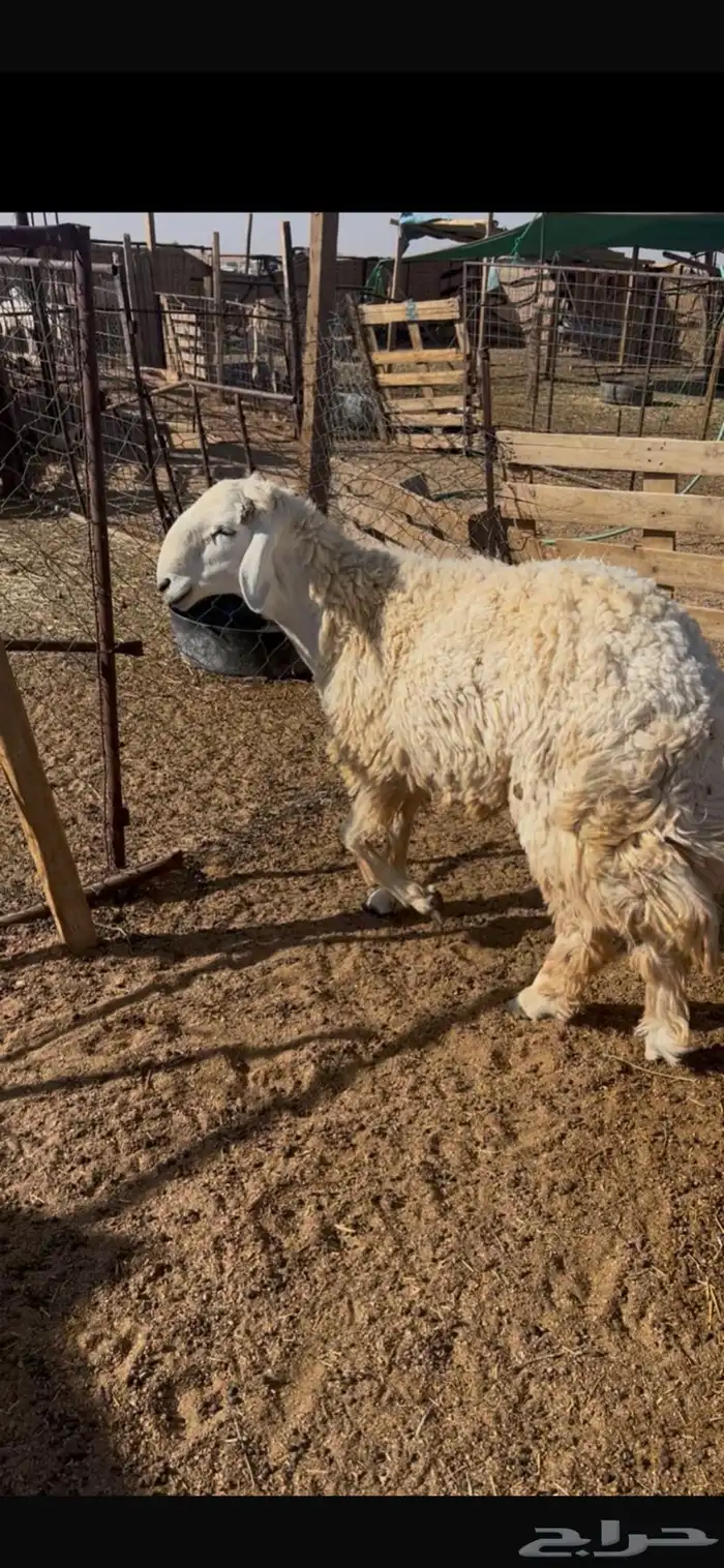 خروف فحل حري 1
