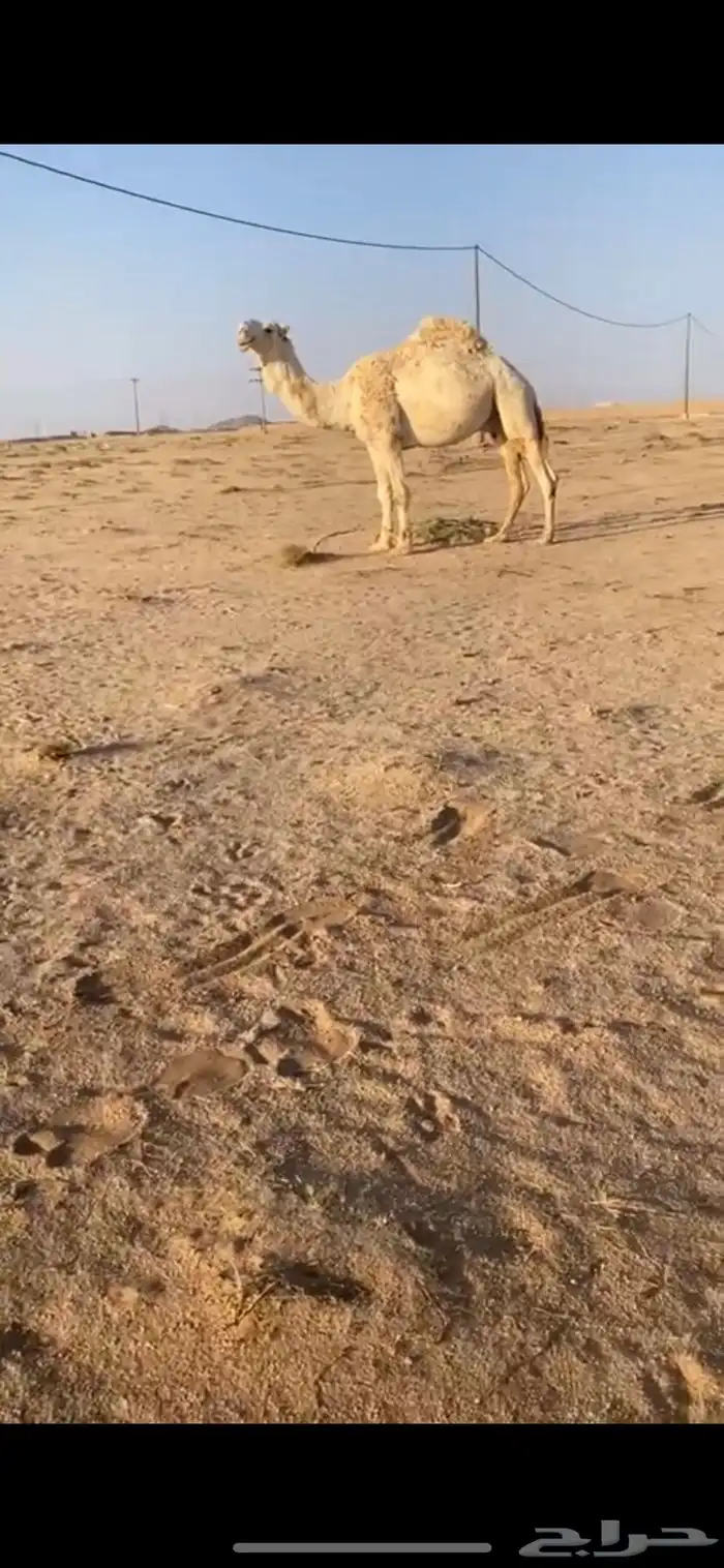 ابل 3