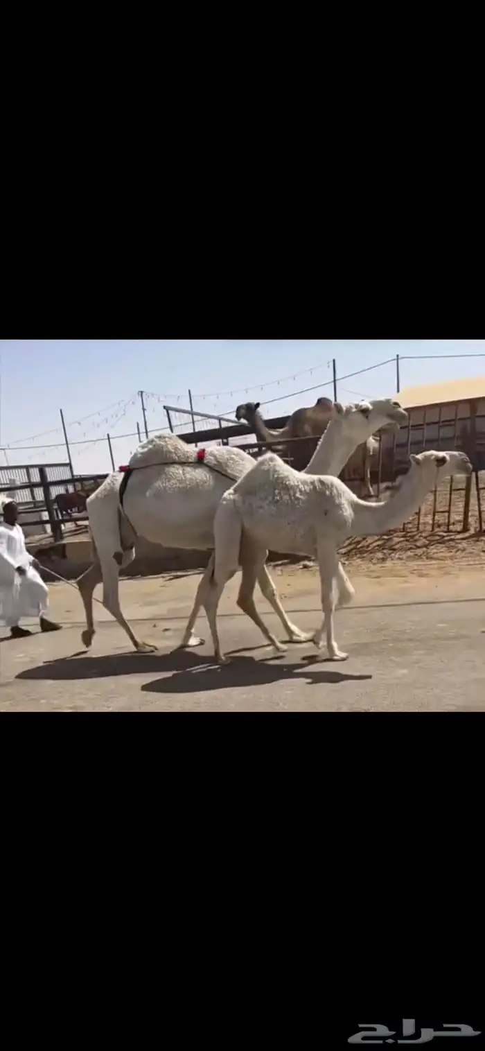 عشرا تحتها بكره وضريبه رباع 3