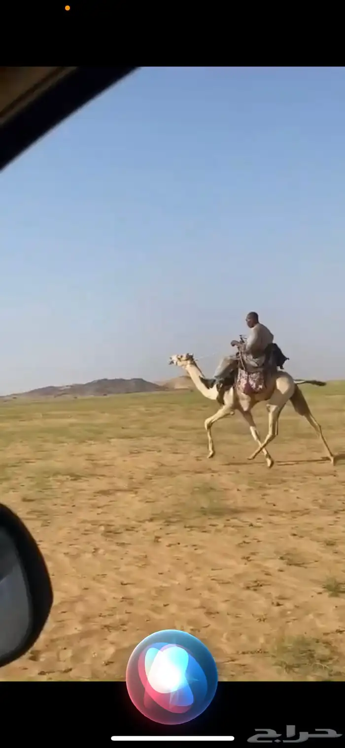 ماشالله تبارك الله بكره طايعه مشروطه من جميع العذريب 2