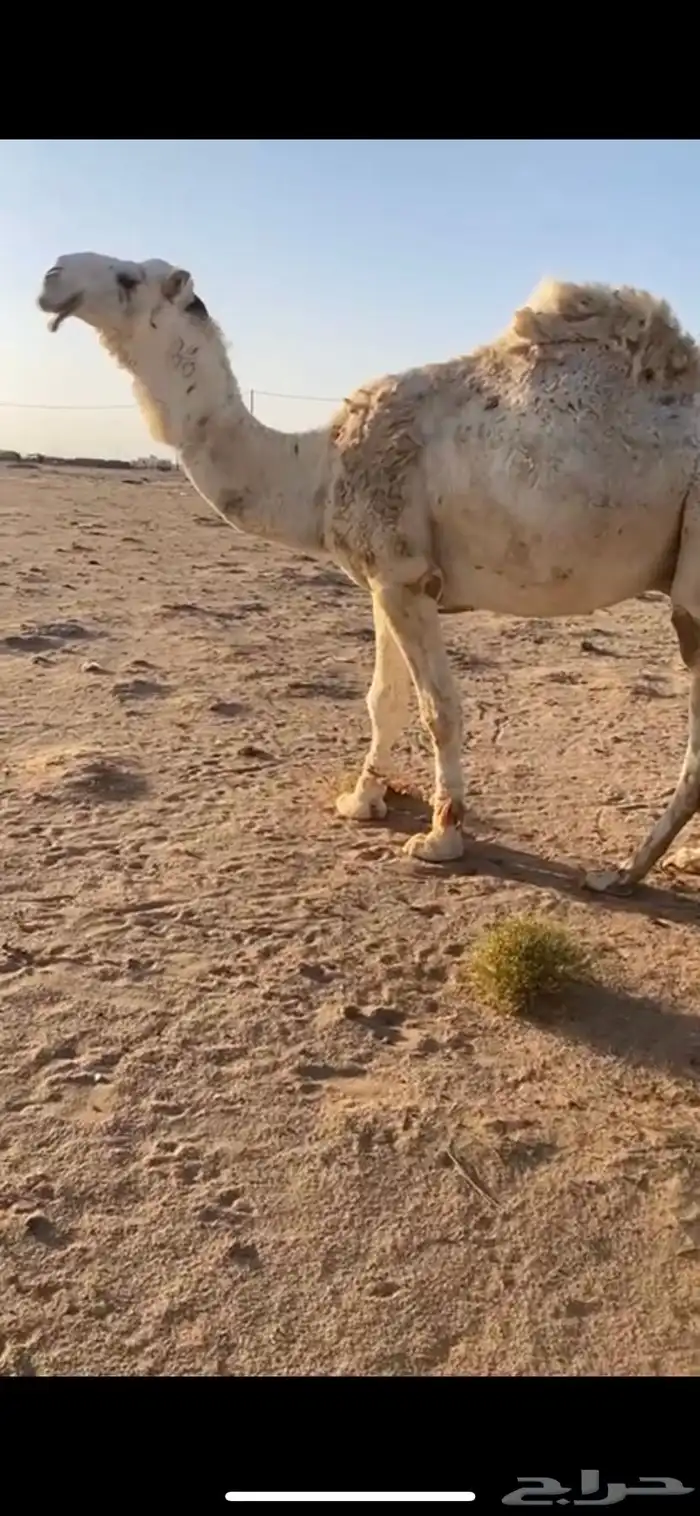 ابل 2