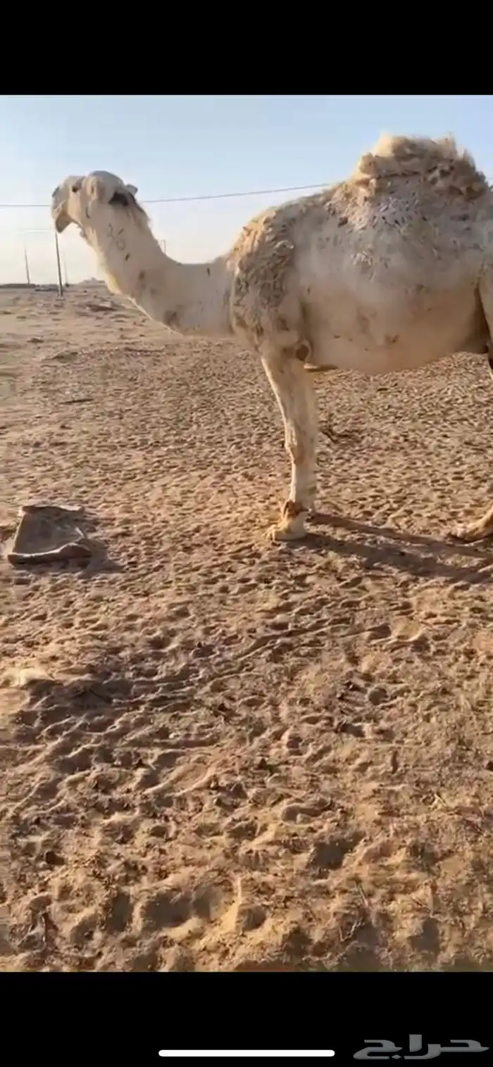 ابل 1